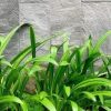 Đá chẻ xanh đen 30×60 CTS-DOT-TN-18 12 Đá chẻ xanh đen 30×60 CTS-DOT-TN-18