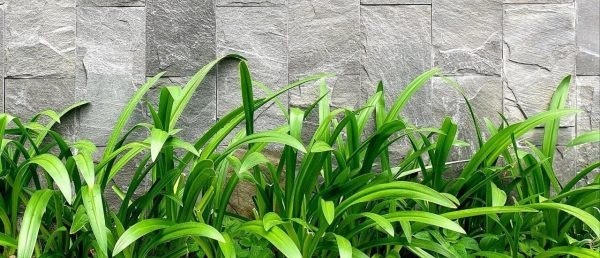 Đá chẻ xanh đen 30×60 CTS-DOT-TN-18 17 Đá chẻ xanh đen 30×60 CTS-DOT-TN-18