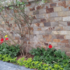 Đá Slate Vàng 10x20 CTS-DOT-SLATE-3 16 Đá Slate Vàng 10x20 CTS-DOT-SLATE-3
