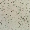Gạch đá mài Thủy tinh xanh và nâu phối đá trắng 6-9mm nền trắng ST01-TTKN69