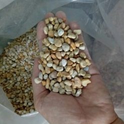 Sỏi vàng vò trang trí CTS-SSV-29